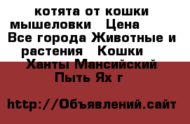 котята от кошки мышеловки › Цена ­ 10 - Все города Животные и растения » Кошки   . Ханты-Мансийский,Пыть-Ях г.